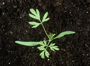 Weed: Fumitory seedling