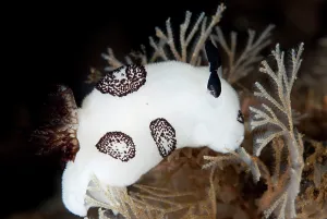 Funeral: Funeral Jorunna Nudibranch - during night dive