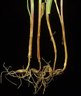 Vulgare: Fungal diseases causing root rot in barley