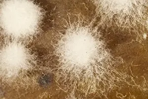 Tomato: Fungal growth on rotting tomato