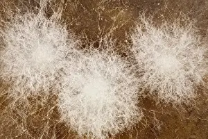 Tomato: Fungal growth on rotting tomato
