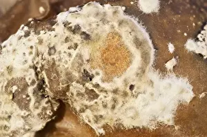 Tomato: Fungal growth on rotting tomato