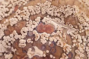 Rotten: Fungal growth on rotting windfall apple