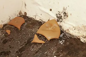 Mouldy: Fungal growth on wet floorboards in derelict farmhouse
