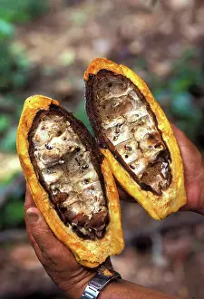 Study: Fungal Infection of Cacao