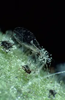Agent: Fungal parasite on aphid
