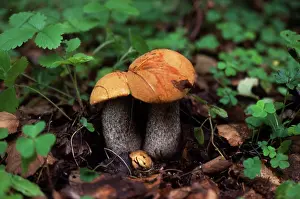 Leccinum: Funghi