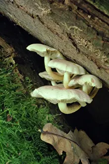 Strengthen: Fungi