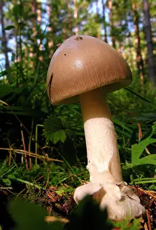 Decidious: Fungi - Amanita vaginata