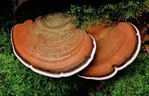 Artist: FUNGI - ARTIST'S Fungus