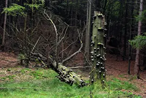 Bole: Fungi attacking a dead tree after the main bole