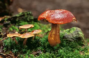 David C Dixon: FUNGI - Bay Boletus