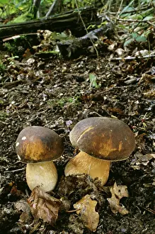 Toadstools: FUNGI - Bay Boletus, Coniferous & mixed woodland