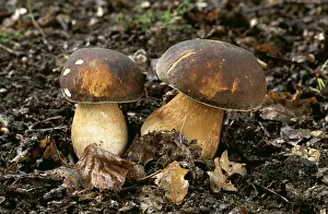 Toadstool: FUNGI - Bay Boletus, Coniferous & mixed woodland