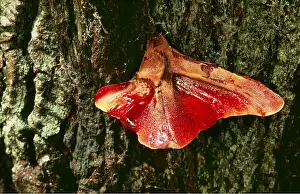 Sinister: FUNGI - Beefsteak Fungus / Ox-tongue