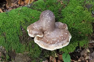 Polypore: Fungi - Birch Polypore - on fallen Birch branch