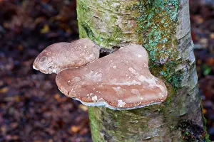 Polypore: Fungi - Birch Polypore - can be seen all year round