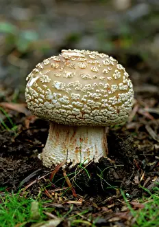 Blusher: Fungi - The Blusher - A young newly emerged specimen