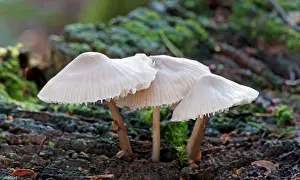 Mycena: Fungi - Bonnet Mycena