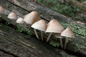 Mycena: FUNGI - Bonnet Mycena. October