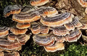 Bracket: FUNGI - Bracket 'Many ZonedI