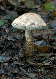 Leccinum: FUNGI - Brown Birch Bolete. October