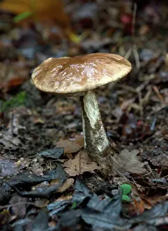 Leccinum: FUNGI - Brown Birch Bolete. October