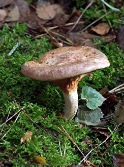 Roll: FUNGI - Brown Roll-Rim, in broad-leaf woods, October