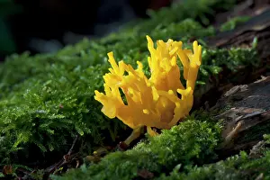Calocera: Fungi - Calocera cornea on beech trunk