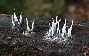 Candle: Fungi - Candle-snuff Fungus