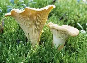 Toadstool: FUNGI - Chanterelles, edible