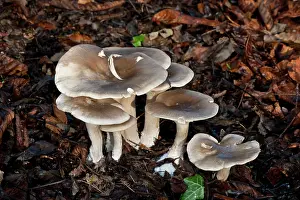 Charcoal: Fungi - The Charcoal Burner