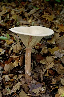 Clitocybe: Fungi - Clitocybe geotropa - found in open deciduous
