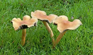 Clitocybe: Fungi - Clitocybe subalutacea