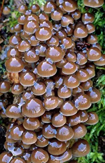 Bonnets: FUNGI - Clustered Oak Bonnet, growing on tree stump
