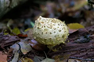 Scleroderma: FUNGI - Common Earth Ball. October