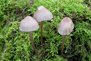 Coprinus: Fungi - Coprinus impatiens