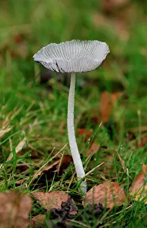 Scattered: Fungi - Coprinus lagopus - found - solitaty or