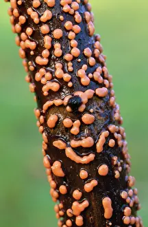 Nectria: FUNGI, CORAL SPOT Fungus - Growing on dead wood