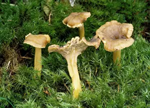 Cantharellus: Fungi - edible