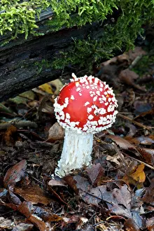 Agarics: Fungi - Emerging Fly Agaric