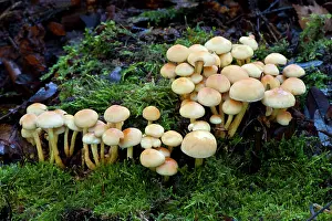Tufts: Fungi - Emerging Sulphur Tufts