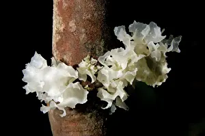 Primary: Fungi on a fallen tree branch (unidentified), on