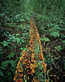 Releasing: Fungi on fallen tree trunk - fungi feed off decaying