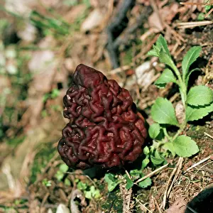 Morel: FUNGI - False Morel