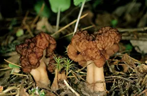 Esculenta: FUNGI False Morel - on taiga-forest floor near