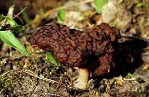 Esculenta: FUNGI False Morel - on taiga-forest floor near