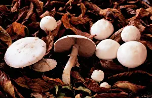 Campestris: FUNGI - Field MUSHROOM, edible fungus, delicious