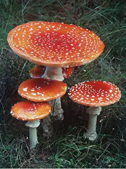 Hallucinogenic: FUNGI - Fly Agaric