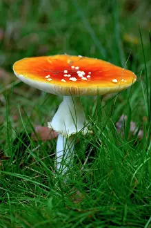 Drugs: Fungi - Fly Agaric - found with birch trees